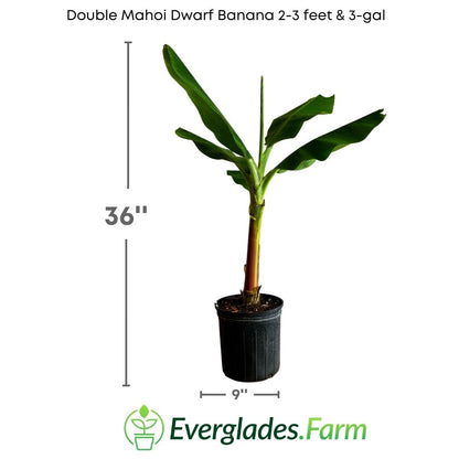 This plant also offers delicious rewards. Double Mahoi bananas are succulent and sweet, with a distinctive flavor that delights the palate. Although smaller than conventional bananas, their taste is equally satisfying.