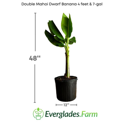 The Double Mahoi Dwarf Banana plant, with its lush foliage and sweet fruits, is a testament to the generosity and joy we can find in the plant kingdom.