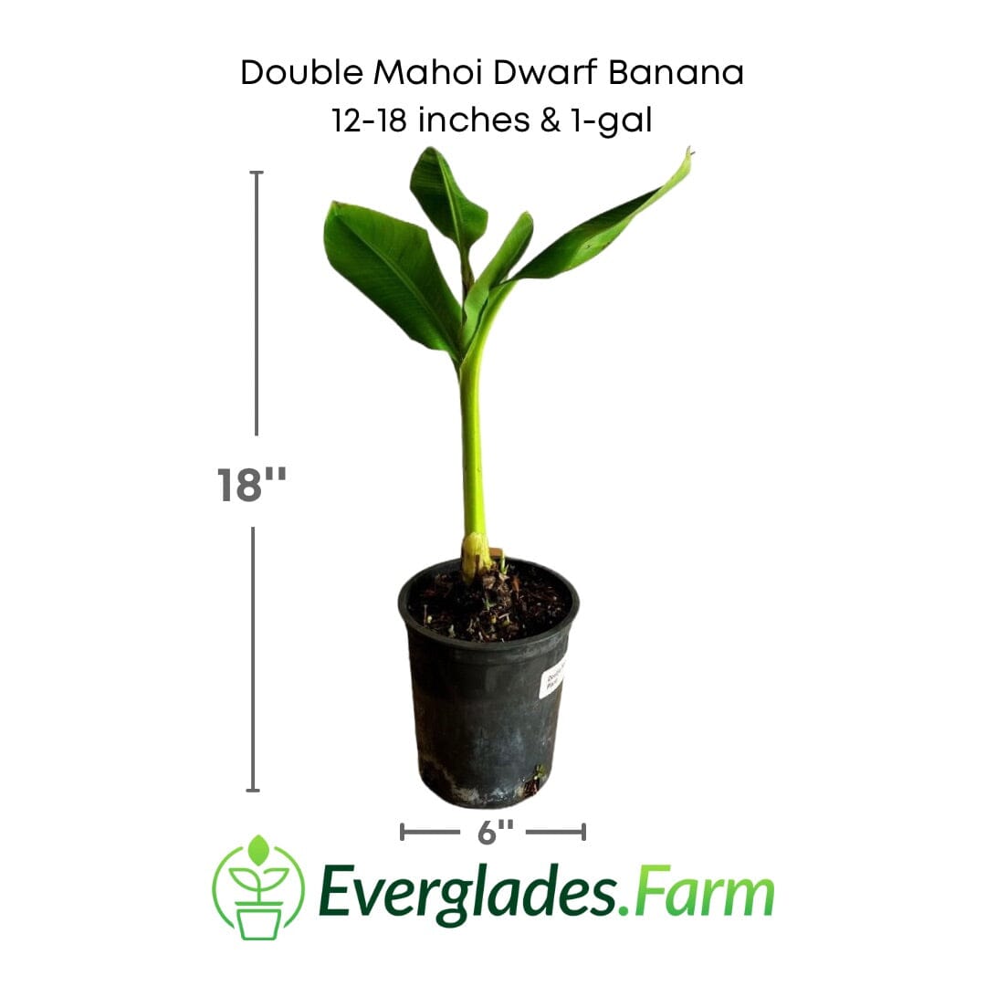 Double Mahoi Dwarf Banana Plant 103-Pine Island Nursery 12-18 inches & 1-gal