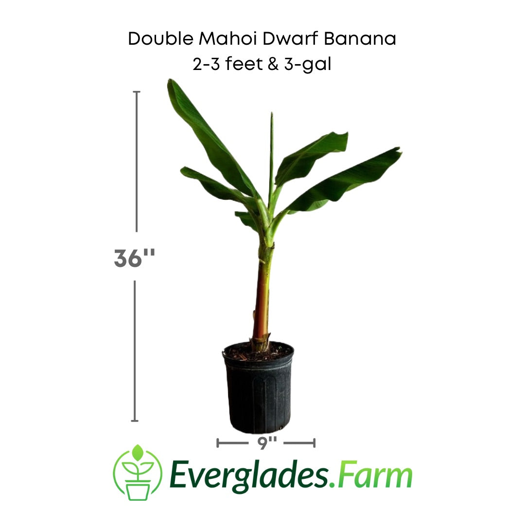 Double Mahoi Dwarf banana in a 3 gallon pot