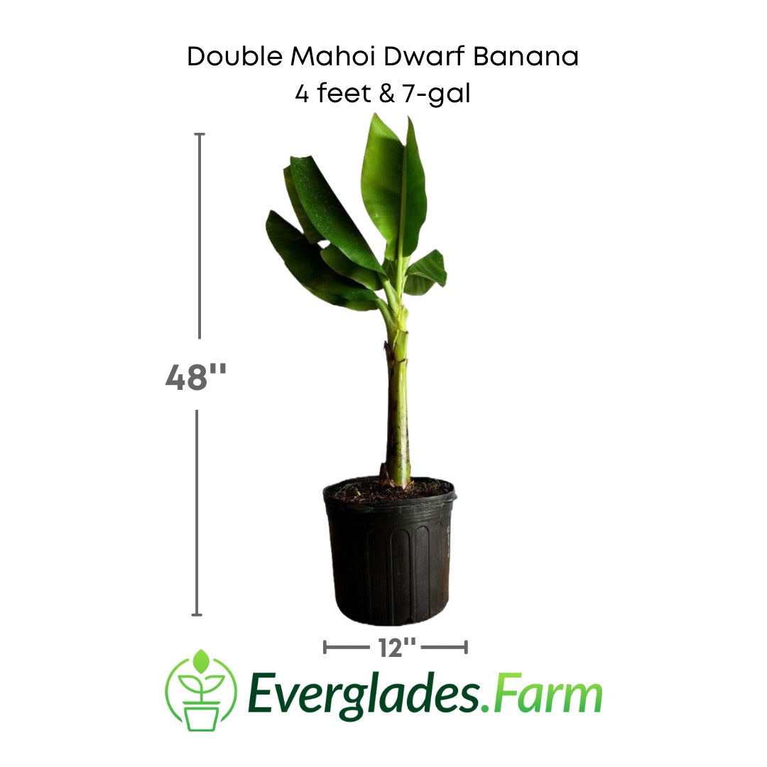 Double Mahoi Dwarf banana in a 7 gallon pot