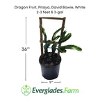 Dragon Fruit, Pitaya, David Bowie, White Fruit Trees 103-Pine Island Nursery 2-3 feet & 3-gal 