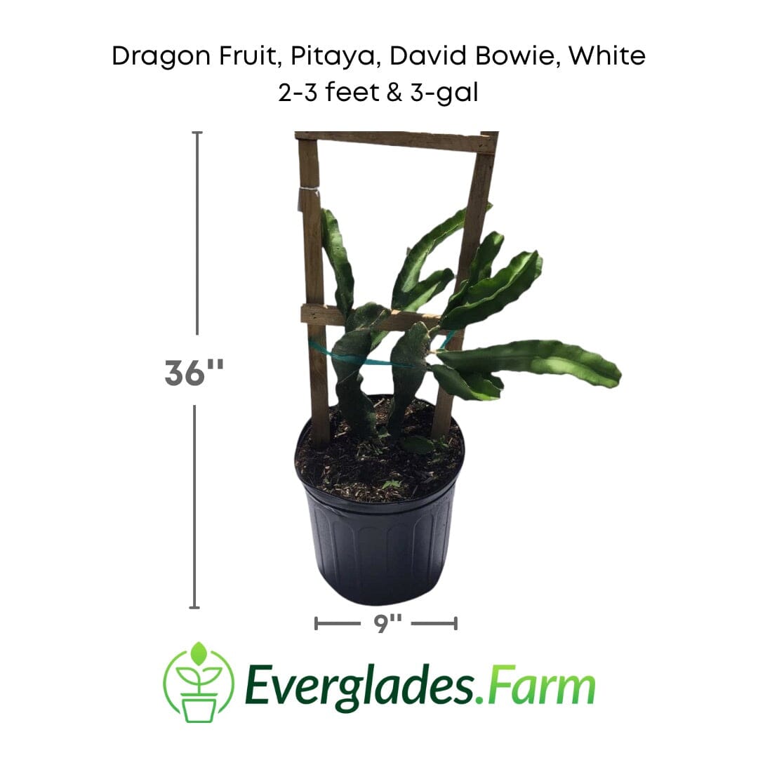 Dragon Fruit, Pitaya, David Bowie, White Fruit Trees 103-Pine Island Nursery 2-3 feet & 3-gal 