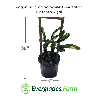 Dragon fruit lake atitlan plant in a 3 gallon pot