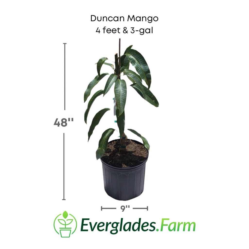 Duncan Mango Tree, Grafted Fruit Trees 100-Carlos Tropical Fruits 4 feet & 3-gal 
