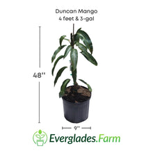 Duncan Mango Tree, Grafted Fruit Trees 100-Carlos Tropical Fruits 4 feet & 3-gal 
