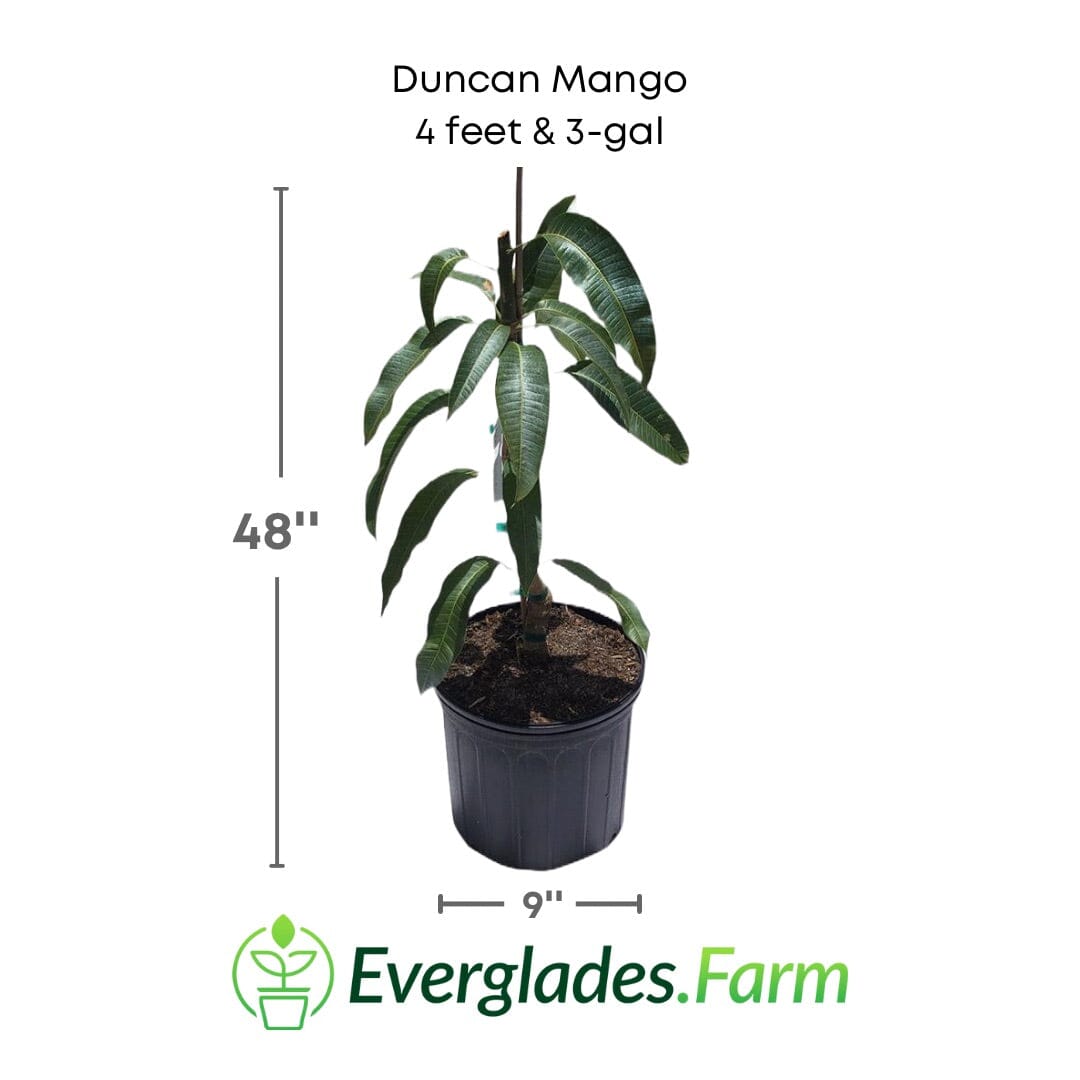 Duncan Mango Tree, Grafted Fruit Trees 100-Carlos Tropical Fruits 4 feet & 3-gal 
