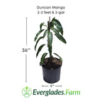 Duncan Mango Tree, Grafted Fruit Trees 100-Carlos Tropical Fruits 2-3 feet & 3-gal 