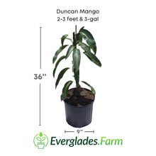 Duncan Mango Tree, Grafted Fruit Trees 100-Carlos Tropical Fruits 2-3 feet & 3-gal 