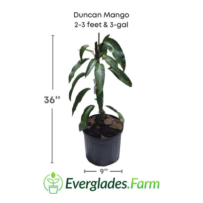 Duncan Mango plant in a 3 gallon pot and 3 feet