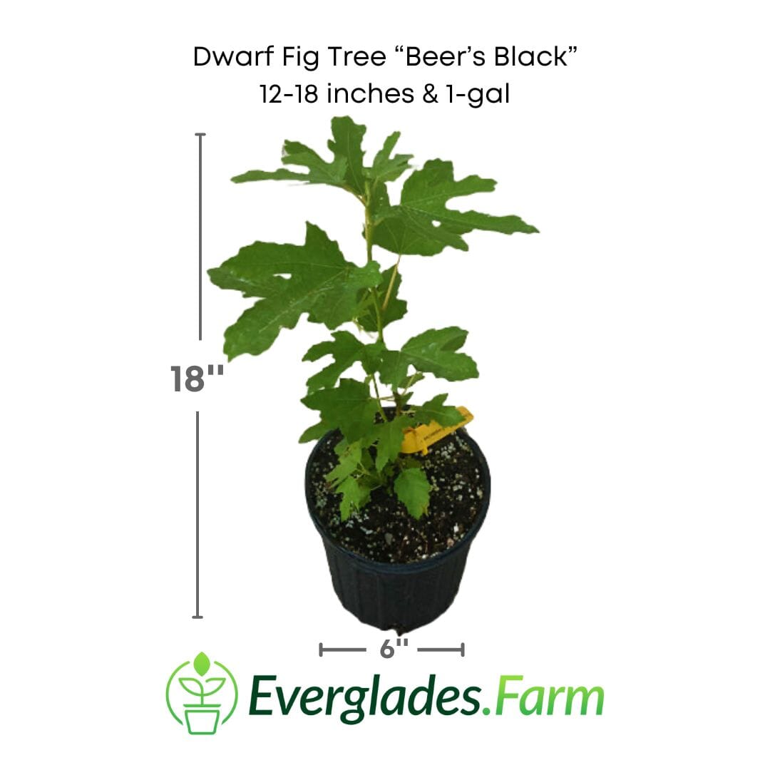 Dwarf Fig Tree "Beer's Black" 118-Agri-Starts Inc 12-18 inches & 1-gal 