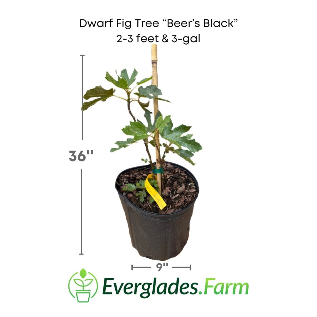 Dwarf Fig Tree "Beer's Black" 118-Agri-Starts Inc 2-3 feet & 3-gal 