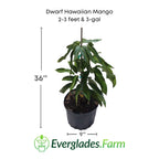 Dwarf Hawaiian Mango Tree, Grafted Fruit Trees 102-Zill High Performance Plants 2-3 feet & 3-gal 