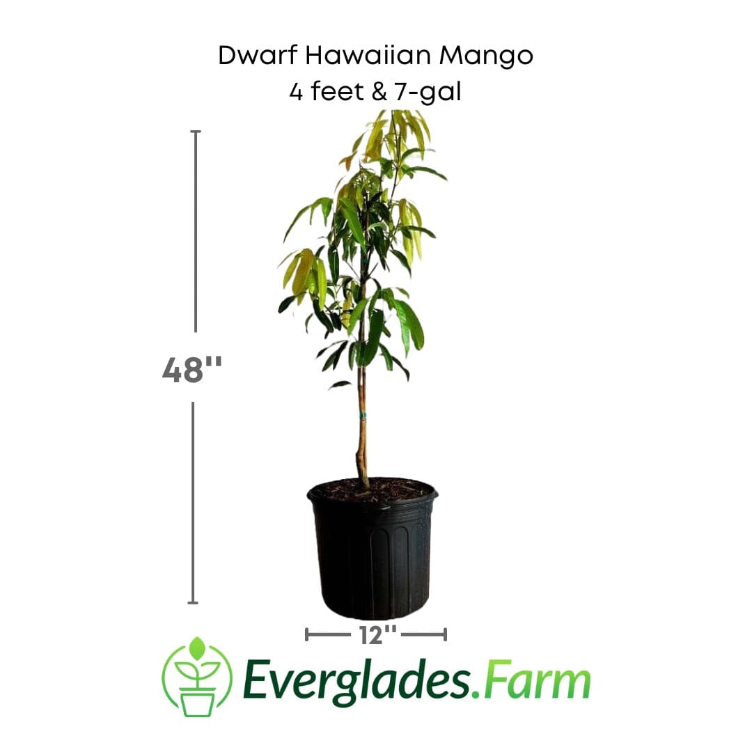 Dwarf Hawaiian Mango Tree, Grafted Fruit Trees 102-Zill High Performance Plants 4 feet & 7-gal 