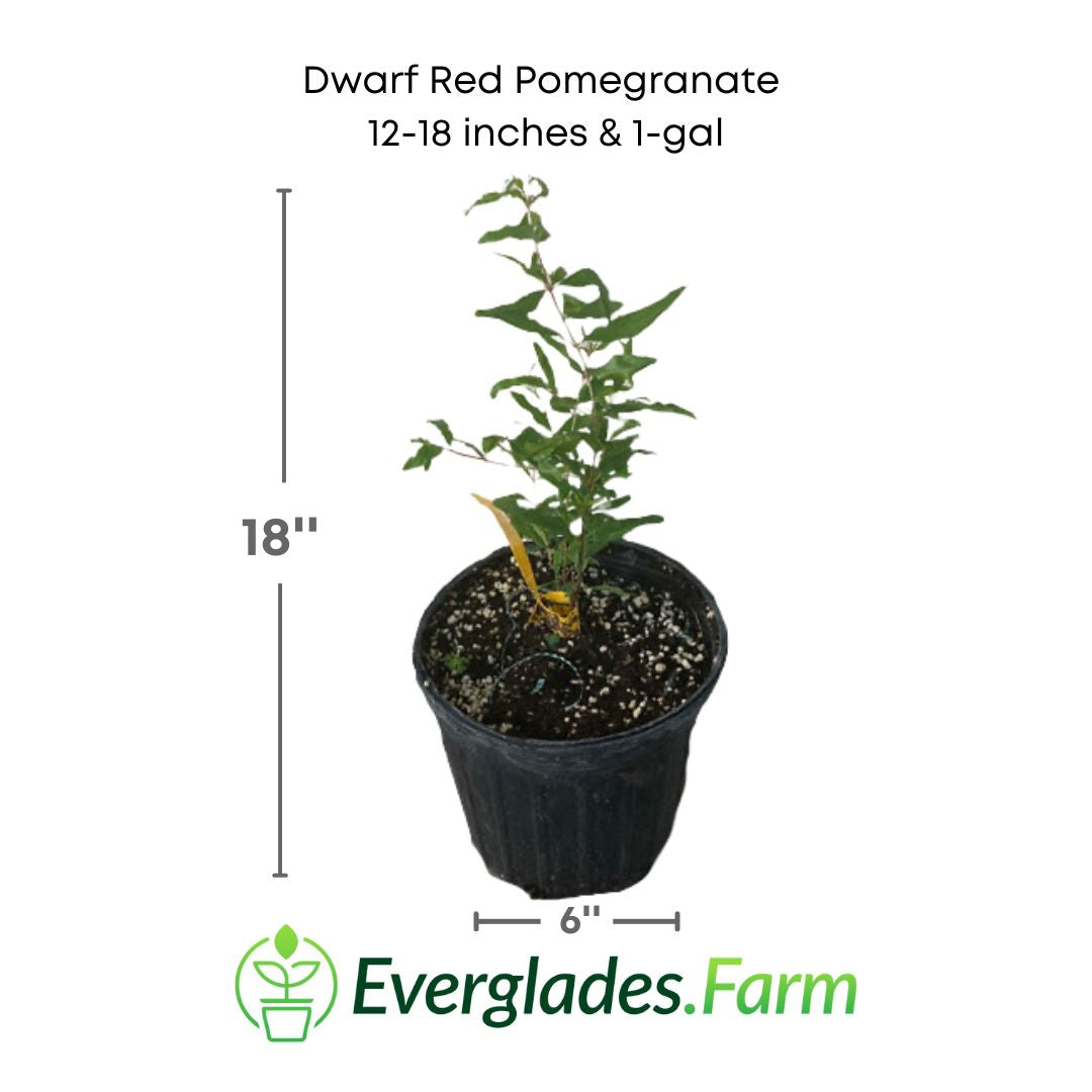 Dwarf Red pomegranate tree in a 1 gallon pot