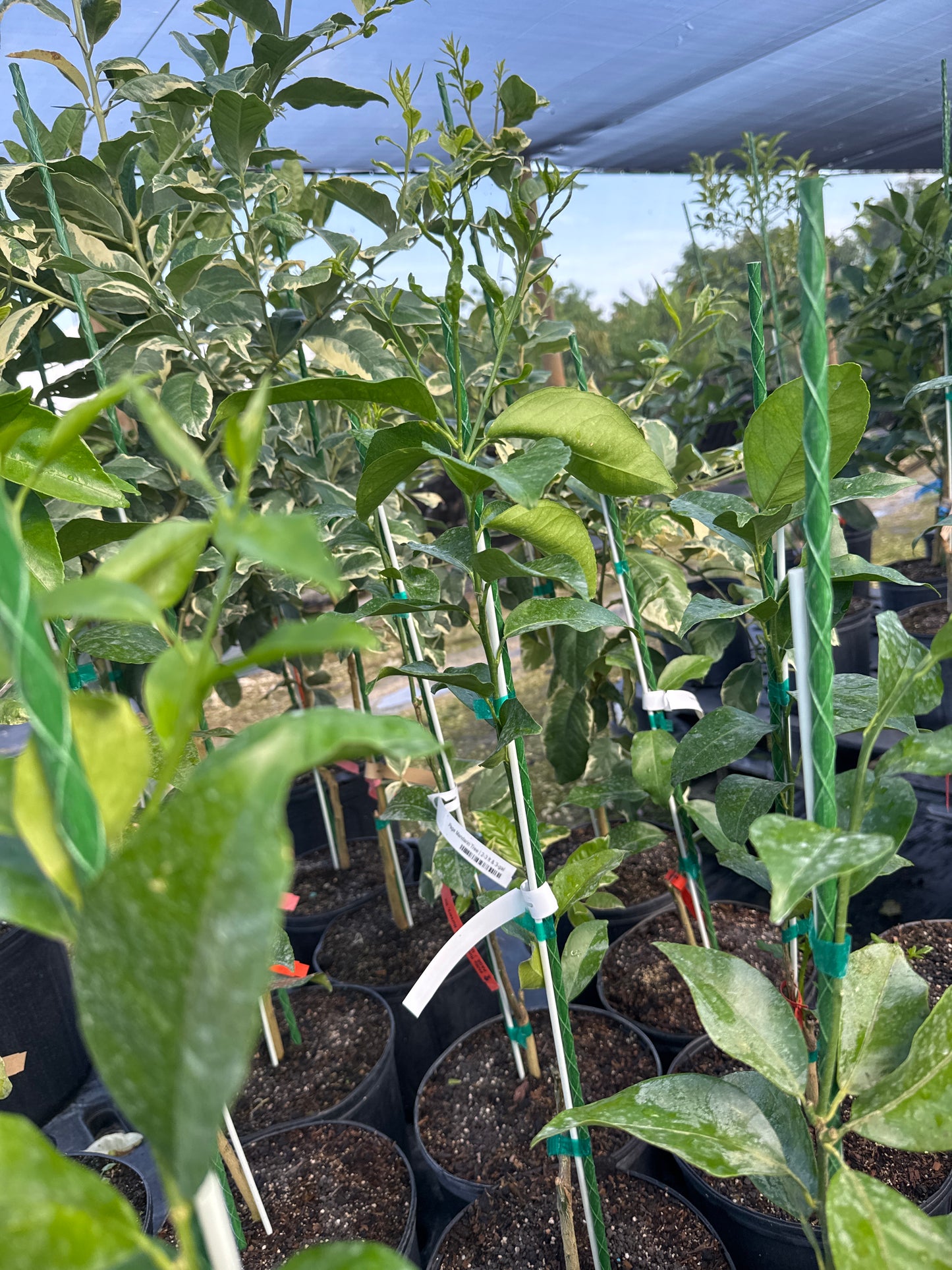 Page Mandarin Tree Grafted