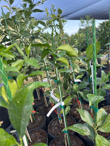 Page Mandarin Tree Grafted