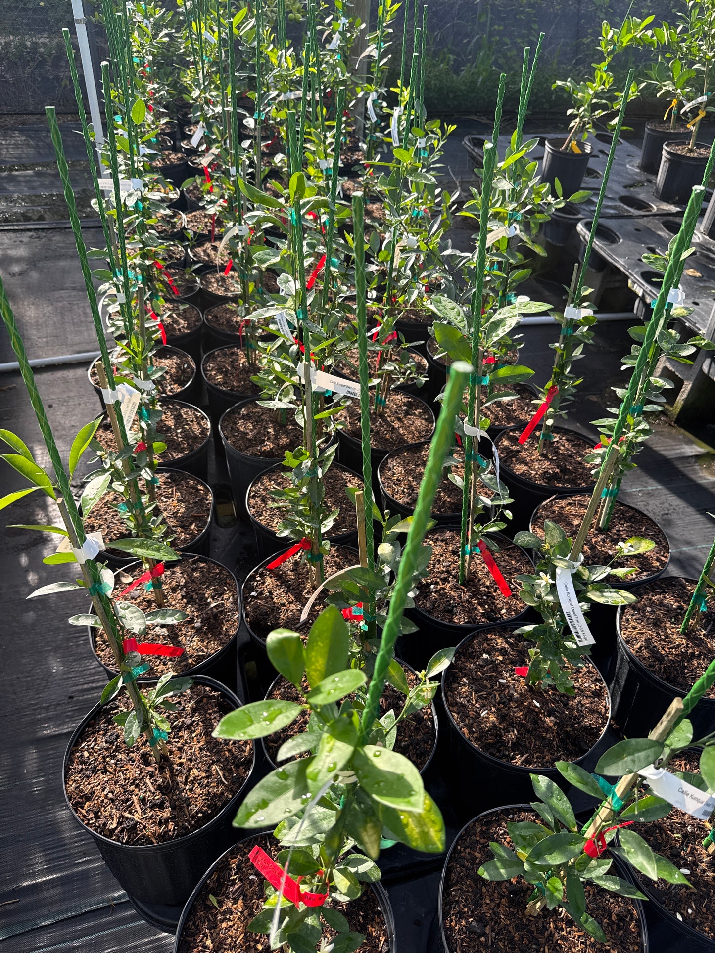 Callie Kumquat Dwarf Tree - Meiwa Nagami Hybrid for Delicious Fruit