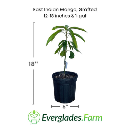 East Indian Mango plant in a 1 gallon pot