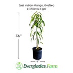 East Indian Mango Tree Grafted Fruit Trees 102-Zill High Performance Plants 2-3 feet & 3-gal