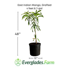 East Indian Mango Tree Grafted Fruit Trees 102-Zill High Performance Plants 4 feet & 7-gal