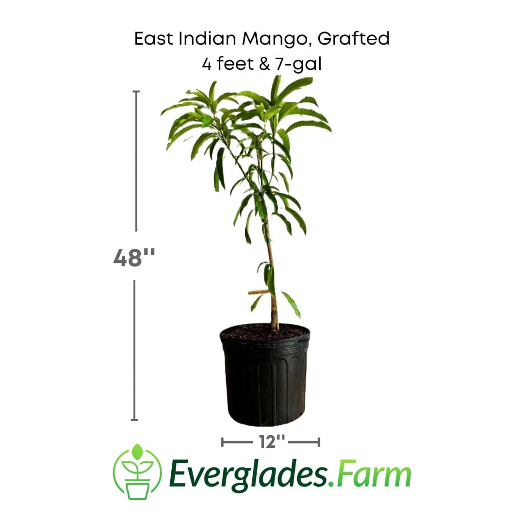 East Indian Mango Tree Grafted Fruit Trees 102-Zill High Performance Plants 4 feet & 7-gal