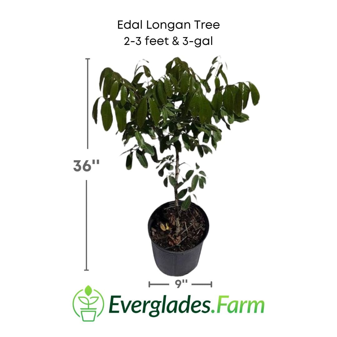 Edal Longan Tree, Air-Layered Fruit Trees 103-Pine Island Nursery 2-3 feet & 3-gal 