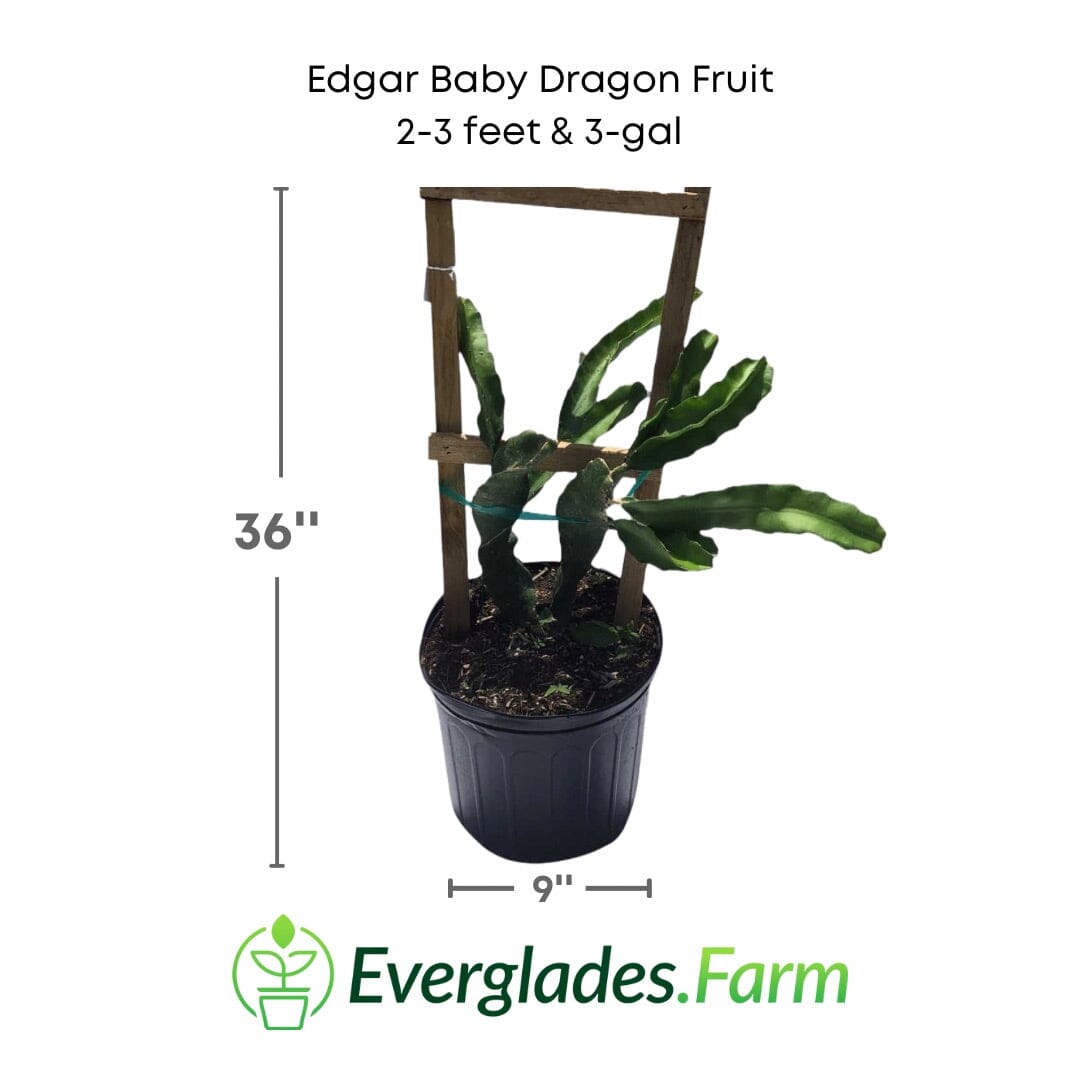 Edgar Baby dragon fruit plant shown at 2 to 3 feet tall in a 9 inch three gallon container