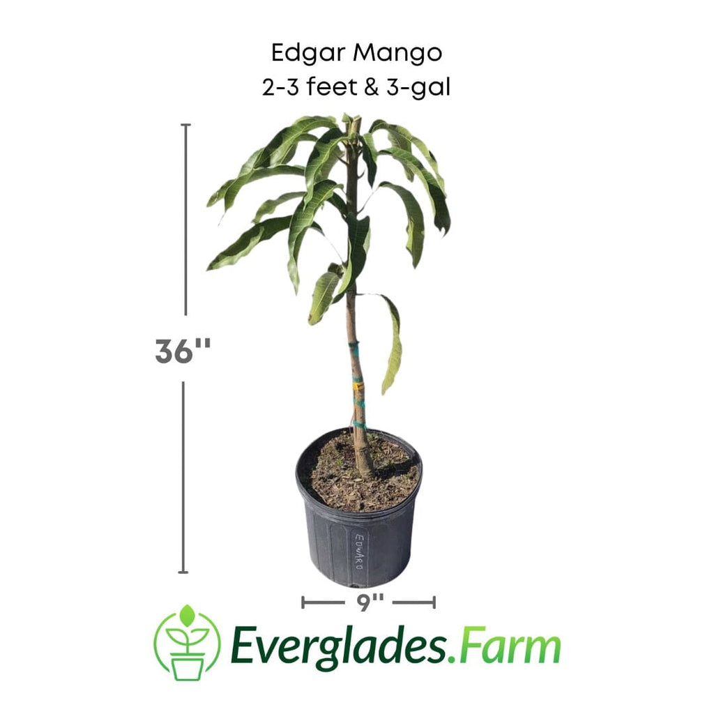 Edgar Mango Tree, Grafted 102-Zill High Performance Plants 2-3 feet & 3-gal 