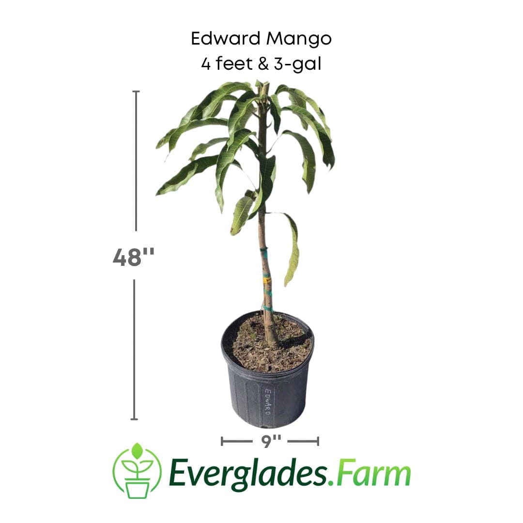 Edgar Mango Tree, Grafted 102-Zill High Performance Plants 4 feet & 3-gal 