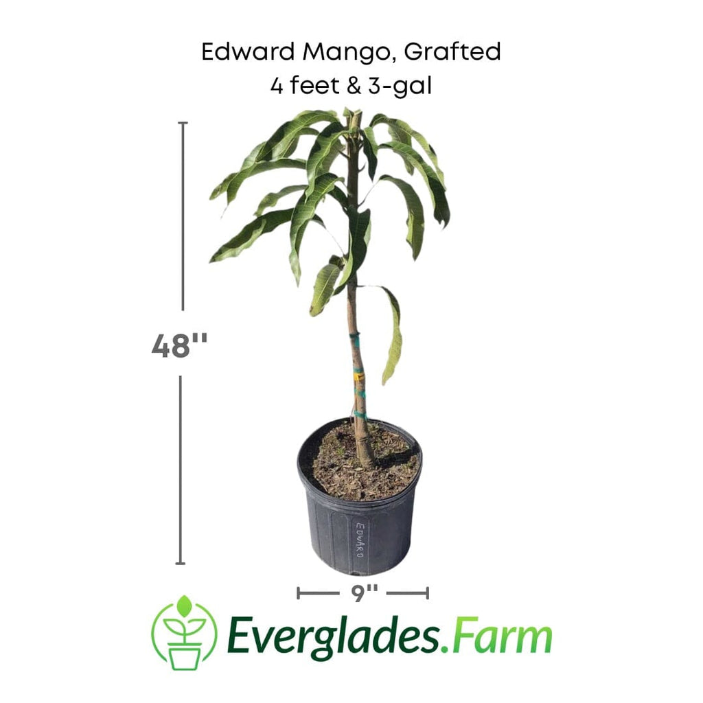 Edward Mango Tree, Grafted 102-Zill High Performance Plants 4 feet & 3-gal 