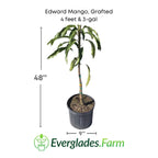 Edward Mango Tree, Grafted 102-Zill High Performance Plants 4 feet & 3-gal 
