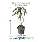 Edward Mango Tree, Grafted 102-Zill High Performance Plants 2-3 feet & 3-gal 