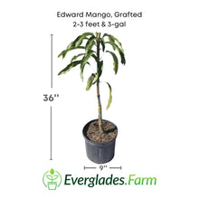 Edward Mango Tree, Grafted 102-Zill High Performance Plants 2-3 feet & 3-gal 