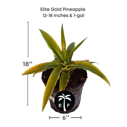 Elite Gold Pineapple Plant Fruit Trees 118-Agri-Starts Inc 12-18 inches & 1-gal 