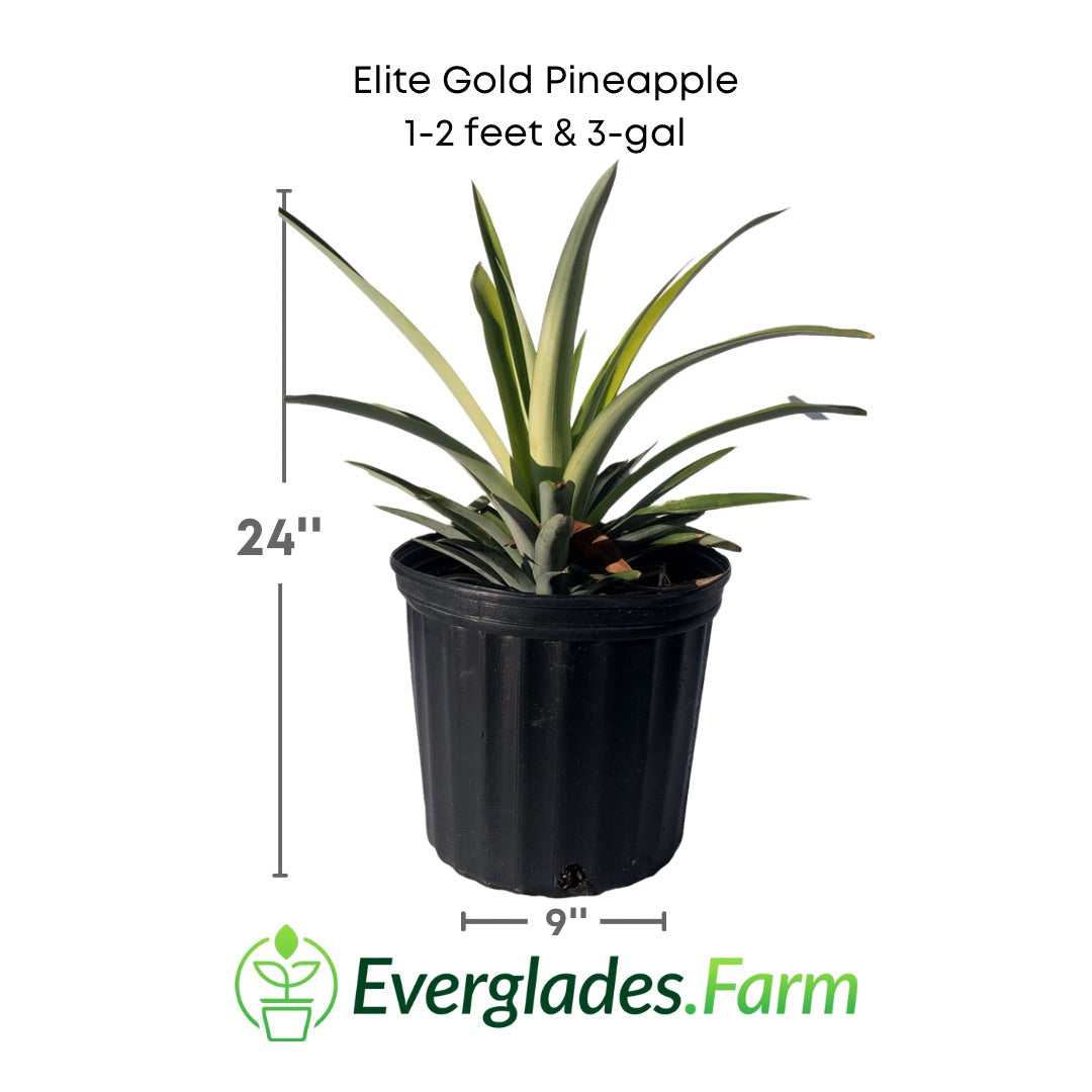 Elite pineapple in a 3 gallon pot