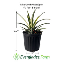 Elite Gold Pineapple Plant Fruit Trees 118-Agri-Starts Inc 1-2 feet & 3-gal