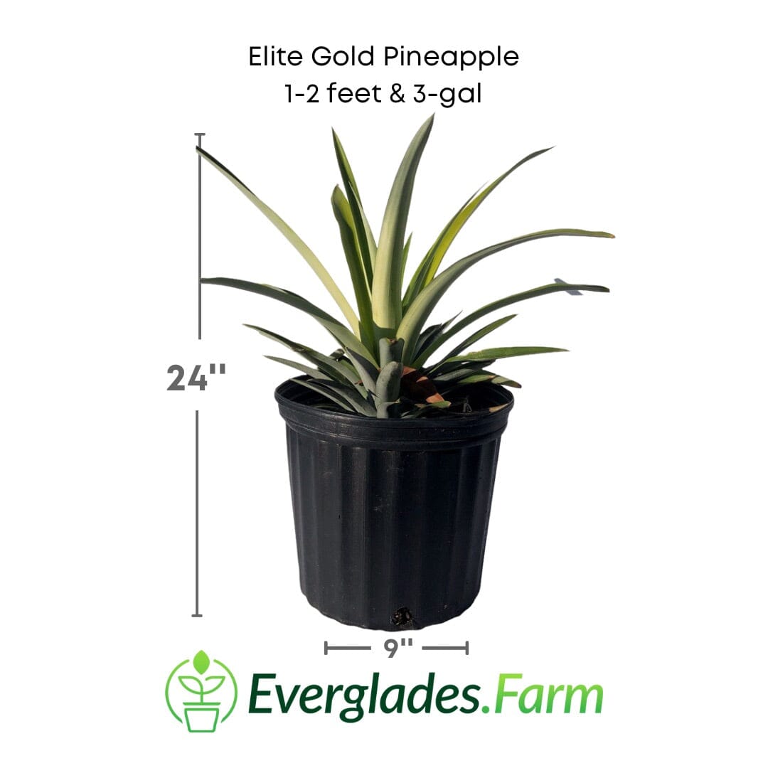 Elite Gold Pineapple Plant Fruit Trees 118-Agri-Starts Inc 1-2 feet & 3-gal