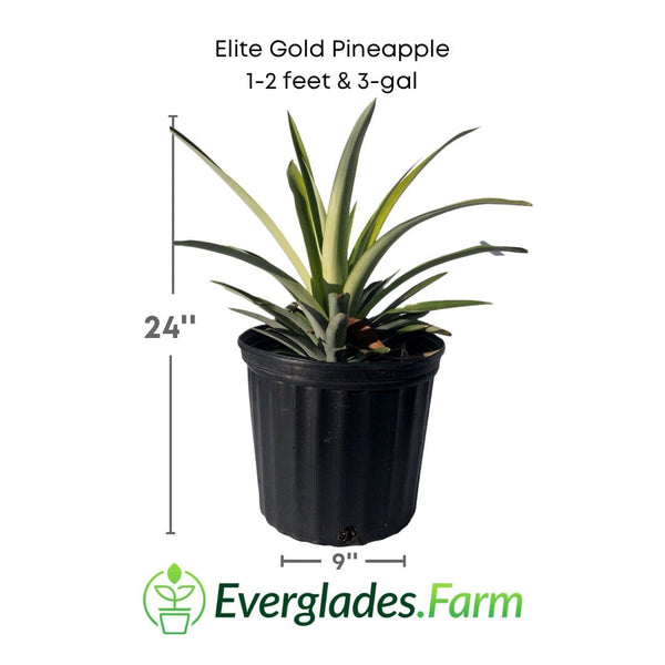 gold pineapple plant mature size Elite Gold Pineapple Plant – Everglades Farm