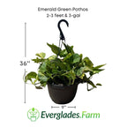 Emerald Green Pothos Plants 115-Orlando Nursery 2-3 feet & 3-gal
