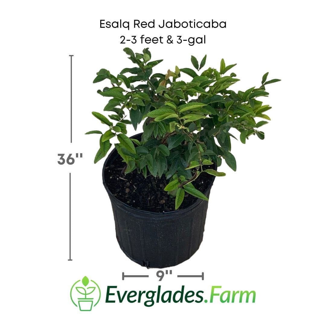 Esalq Red Jaboticaba Tree Fruit Trees 103-Pine Island Nursery 2-3 feet & 3-gal