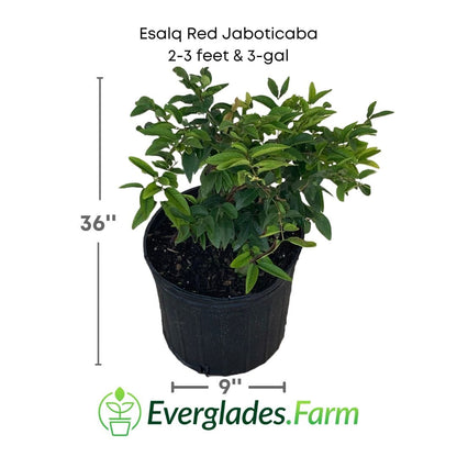 Esalq Red Jaboticaba Tree Fruit Trees 103-Pine Island Nursery 2-3 feet & 3-gal 