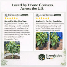 Wurtz or Little Cado Dwarf Avocado Tree