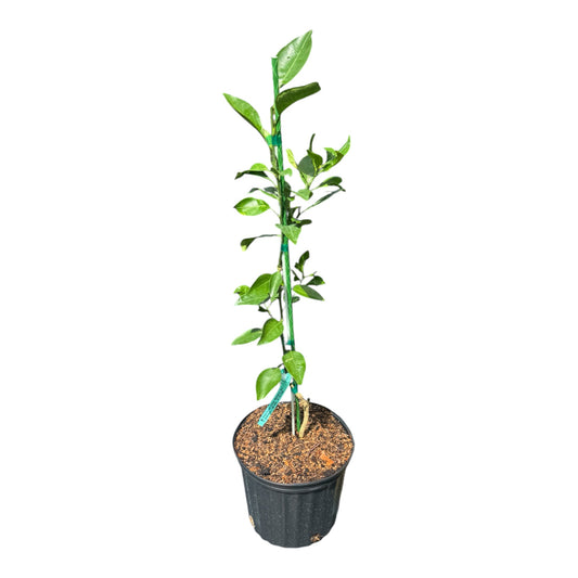 Shiranui Dekopon Mandarin Tree Grafted
