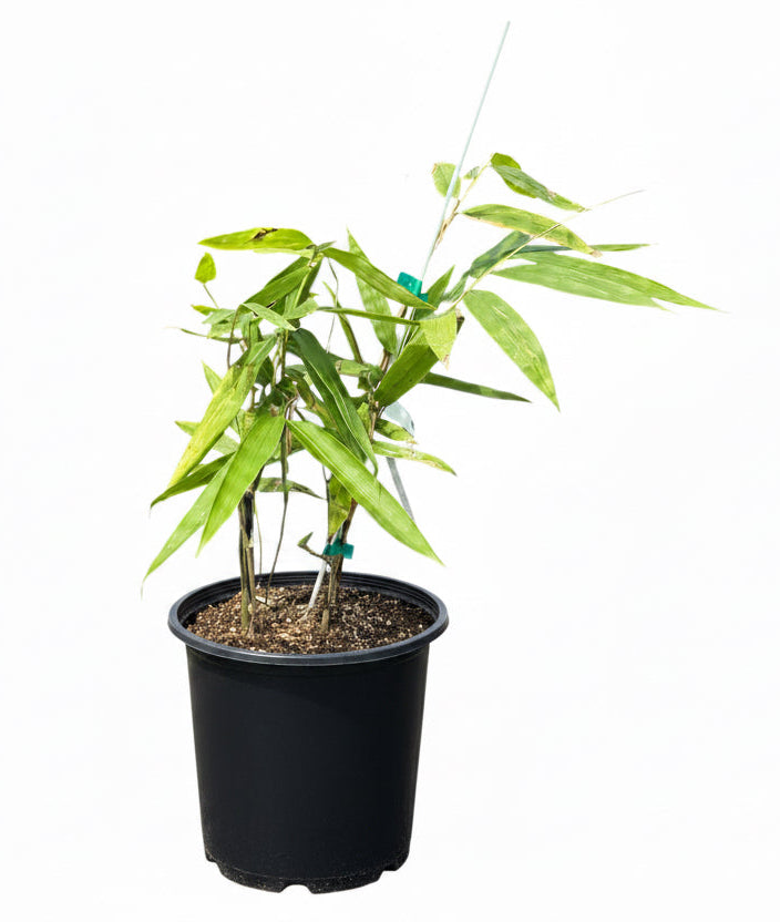 Black Asper Bamboo Tree - Dendrocalamus asper 'Hitam' - Giant Ornamental Bamboo for Large Landscapes