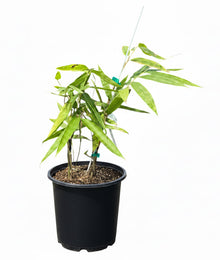 Black Asper Bamboo Tree - Dendrocalamus asper 'Hitam' - Giant Ornamental Bamboo for Large Landscapes