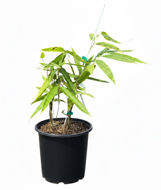 Black Asper Bamboo Tree - Dendrocalamus asper 'Hitam' - Giant Ornamental Bamboo for Large Landscapes