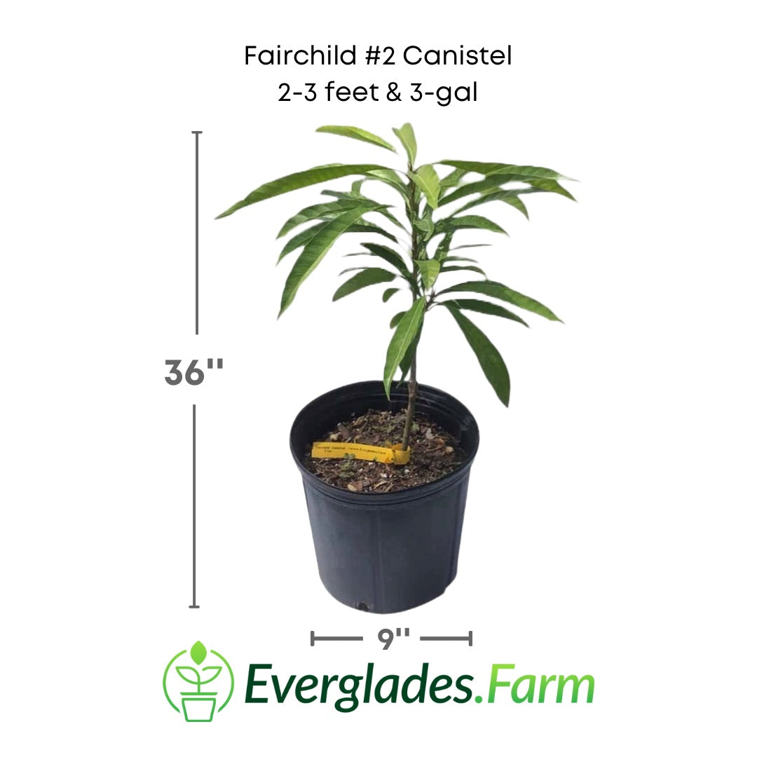 Fairchild #2 Canistel in a 3 gallon pot