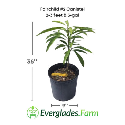 Fairchild #2 Canistel in a 3 gallon pot