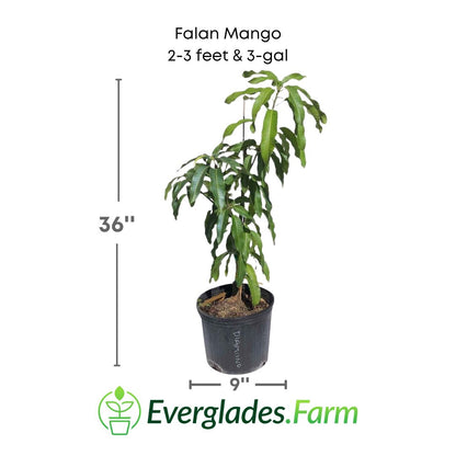 Falan mango plant in a 3 gallon pot